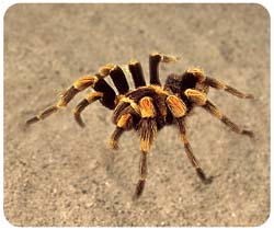 Spider Mousepad