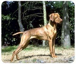 Vizsla Mousepad