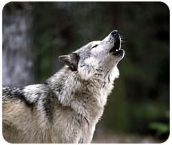Wolf Mousepad