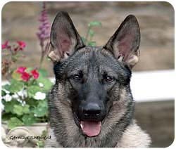German Shepherd Mousepad