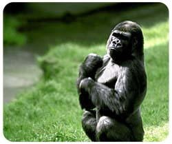 Gorilla Mousepad
