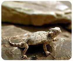 Horned Toad Mousepad
