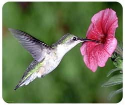Hummingbird Mousepad