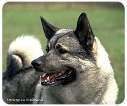 Norwegian Elkhound Mousepad