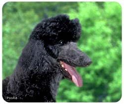 Black Poodle Mousepad