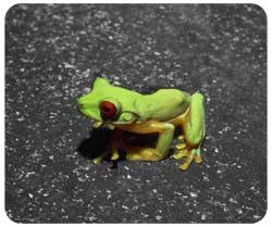 Red Eyed Tree Frog Mousepad