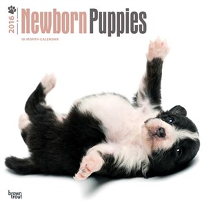  Newborn Puppies Calendar 2013