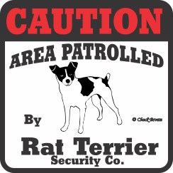Rat Terrier Bumper Sticker Caution