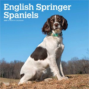  English Springer Spaniels Calendar 2013 - Portrait Studio