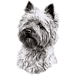 West Highland Terrier T-Shirt - Eye Catching Detail